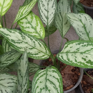 Aglaonema 'Pattaya', M15.
