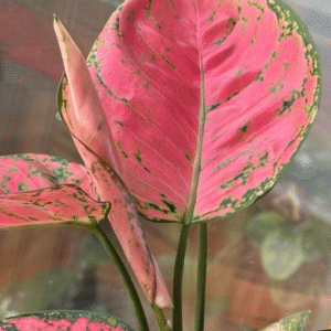Aglaonema 'Pink', M14.