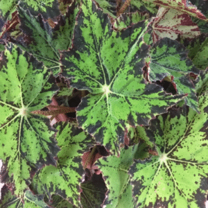 Begonia Cleopatra, bols.