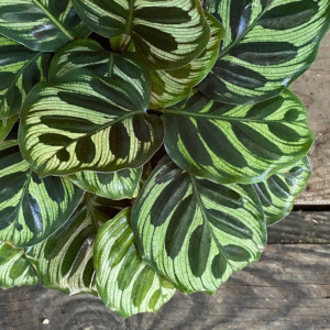 Calathea Makoyana, M14.
