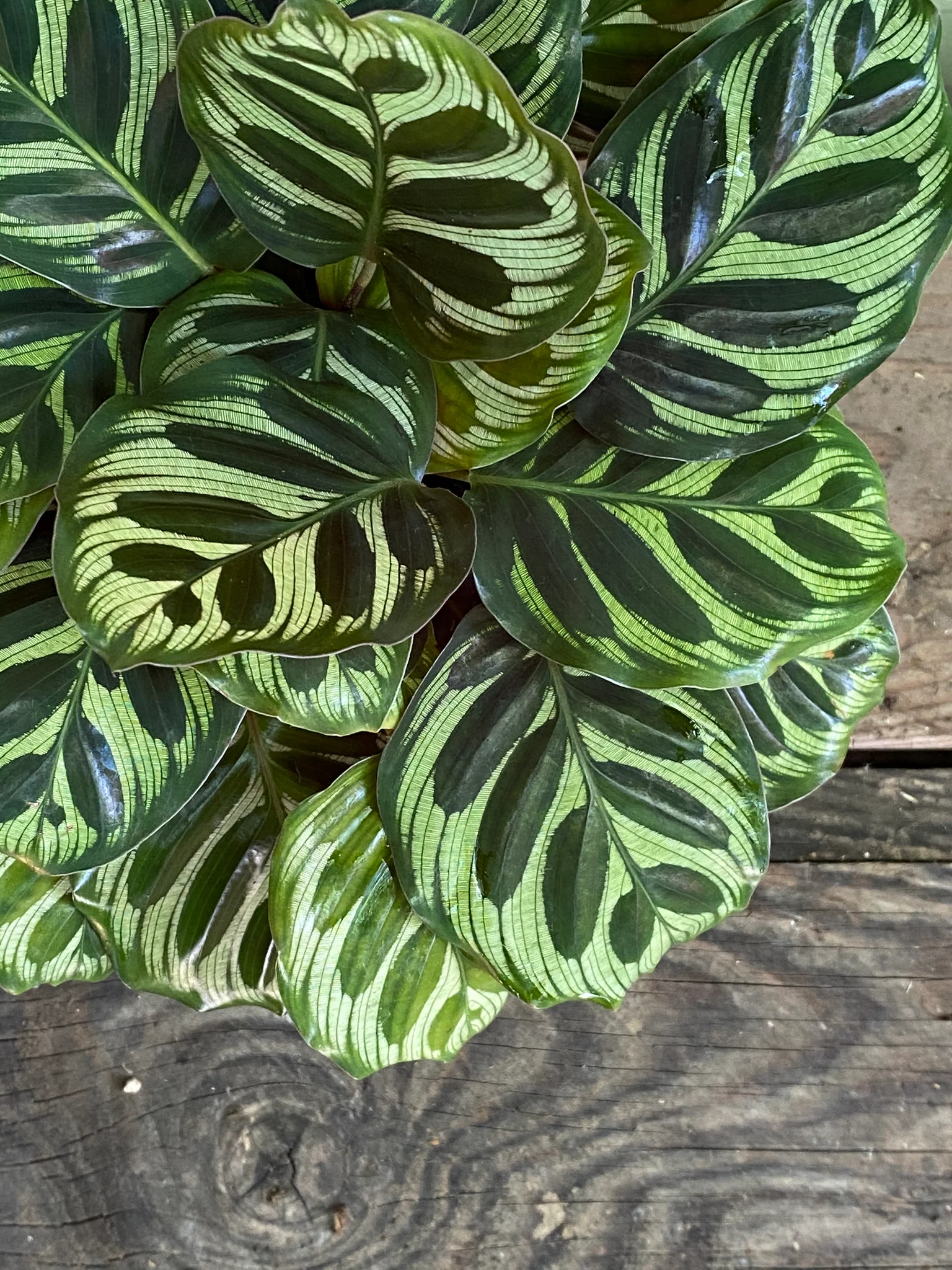 Calathea Makoyana, M14.