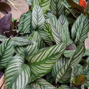 Calathea Mil Rayas, 3 lts.