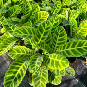Calathea Zebrina, 3 lts.