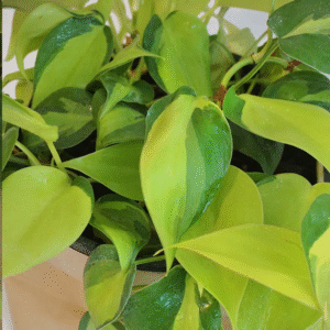 Cordatum Brasilero, M12.