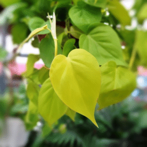 Cordatum Lemon con Tutor, M14.