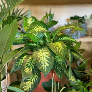 Dieffenbachia Alex, M15.