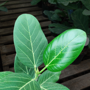 Ficus Audrey, 3 lts.