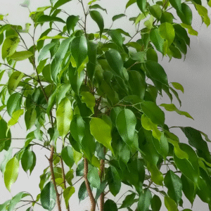 Ficus Común, 8 lts.