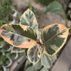 Ficus Variegado, 7 lts.