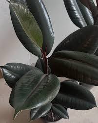 Gomero Aureo Grande Negro, 4 lts.