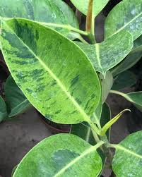 Gomero Disciplinado, 3 lts.