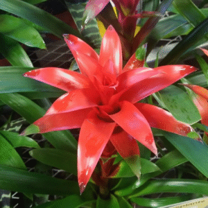 Guzmania