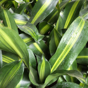 Draceana Massangeana, M12.