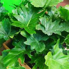 Misionero - Philodendro misionero, 3 lts.