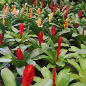 Nidularia Bicolor, M12.