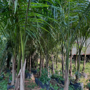 Palmera Imperial, 20 lts.