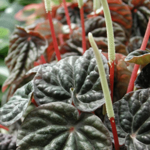 Peperomia, M12.
