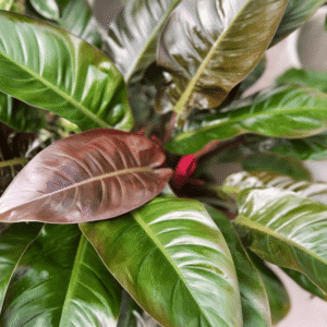Philodendron Congo Red Imperial, M16.
