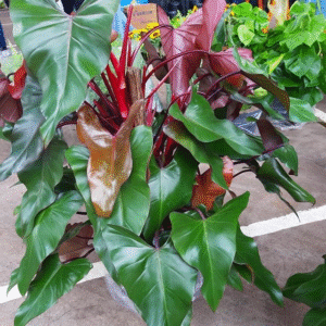 Philodendron Sanguíneo, M12.