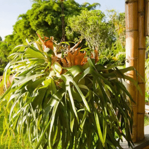 Cuerno de Alce - Platycerium, bols.