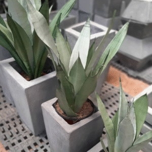 Sansevieria Plateada, 3 lts.