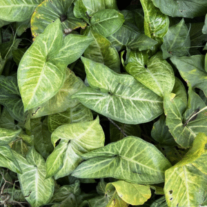 Singonium Verde, M12.