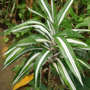 Warneki - Dracena warneckii, M12.