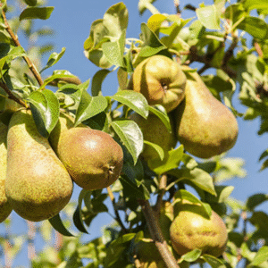 Pera - Pyrus communis, 10 lts.