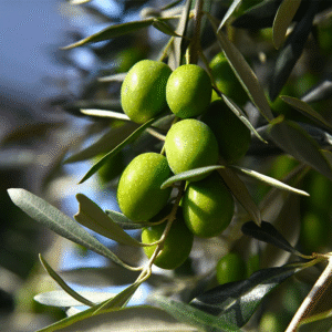Olivo - Olea europaea, 4 lts.