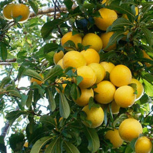 Ciruelo Amarillo - Spondias mombin, 10 lts.