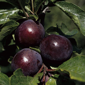 Ciruelo Negro/Remolacha - Prunus domestica, 10 lts.