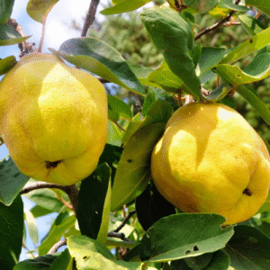 Membrillo - Cydonia oblonga, 10 lts.