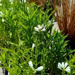 Pisostegia - Pisostegya, 3 lts.