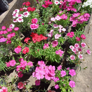 Clavelina - Dianthus chinensis, M12.