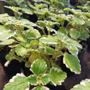 Incienso - Plectranthus coleoides, M12.