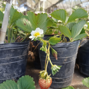 Frutilla - Fragaria x ananassa, M12.