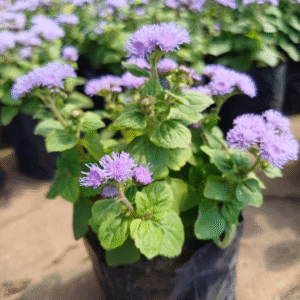 Ageratum - Ageratum houstonianum, M12.