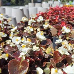 Flor de Azúcar - Stevia rebaudiana, M12.