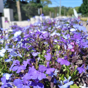Lobelia - Lobelia erinus, M12.