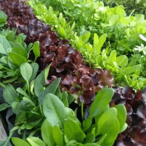 Plantines de Huerta - Primavera/Verano, M10.