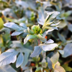 Aromáticas Varias, M12.