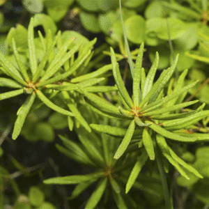 Romero - Salvia rosmarinus., 3 lts.