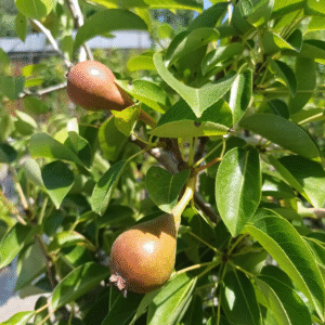 Pera Giffard, 10 lts.