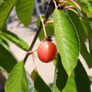 Pera Williams, 10 lts.