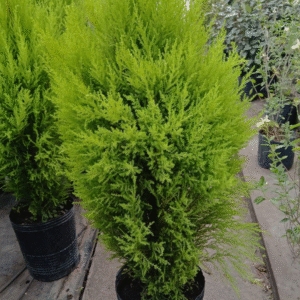 Pino Limón - Cupressus macrocarpa "Goldcrest", 7 lts.