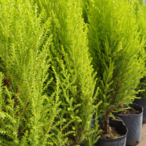 Pino Limón - Cupressus macrocarpa "Goldcrest", M12.