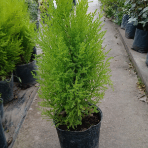 Pino Limón - Cupressus macrocarpa "Goldcrest", 3 lts.