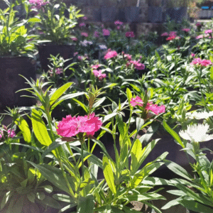 Clavelina - Dianthus chinensis, M12.