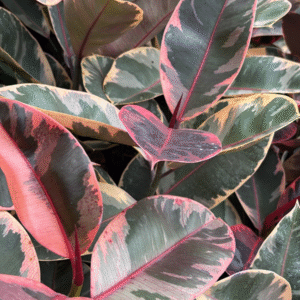 Gomero Rosado, 3 lts.