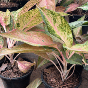 Aglaonema 'Pink', M12.